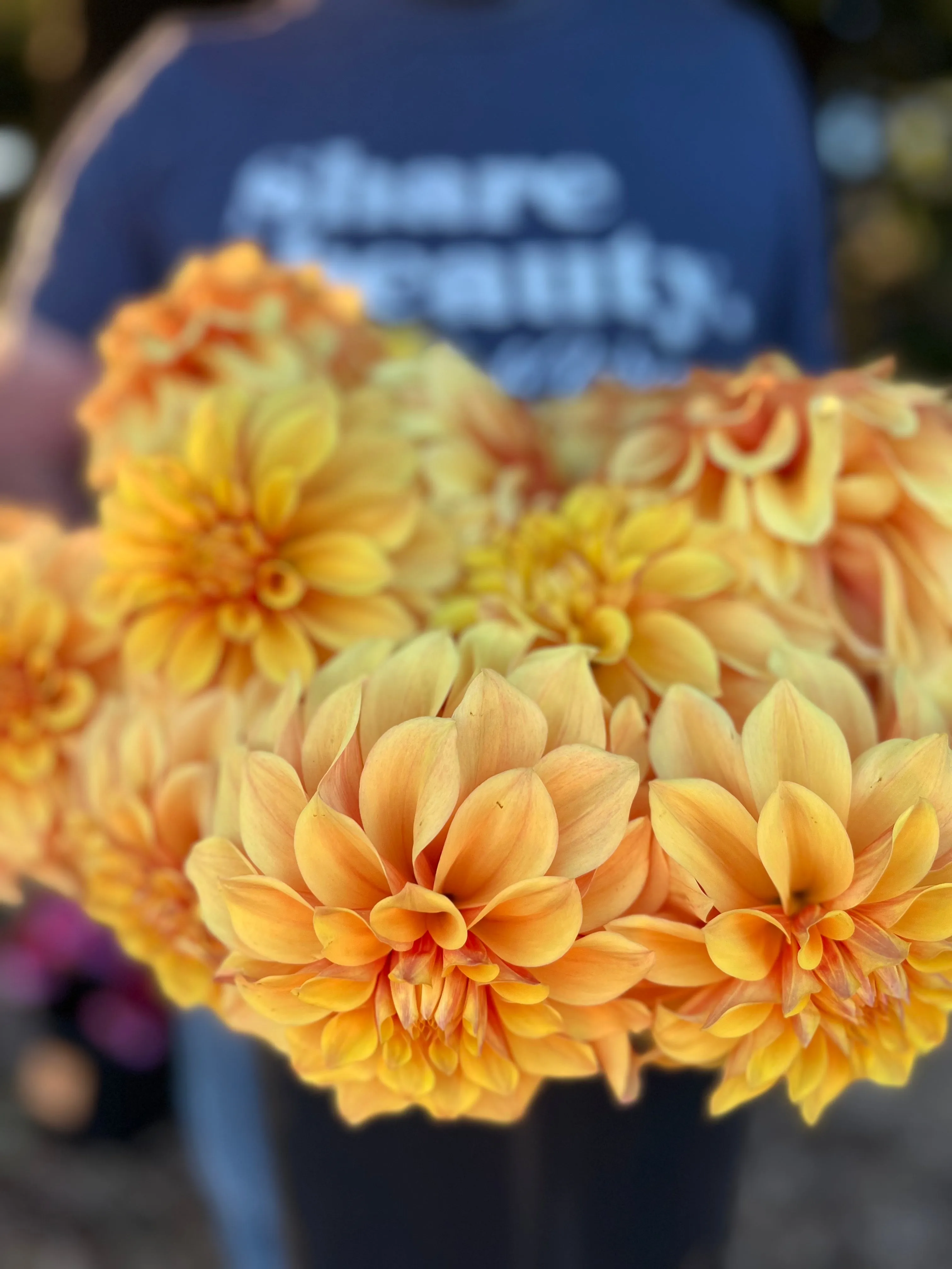 Bloomquist Endure Dahlia Tuber