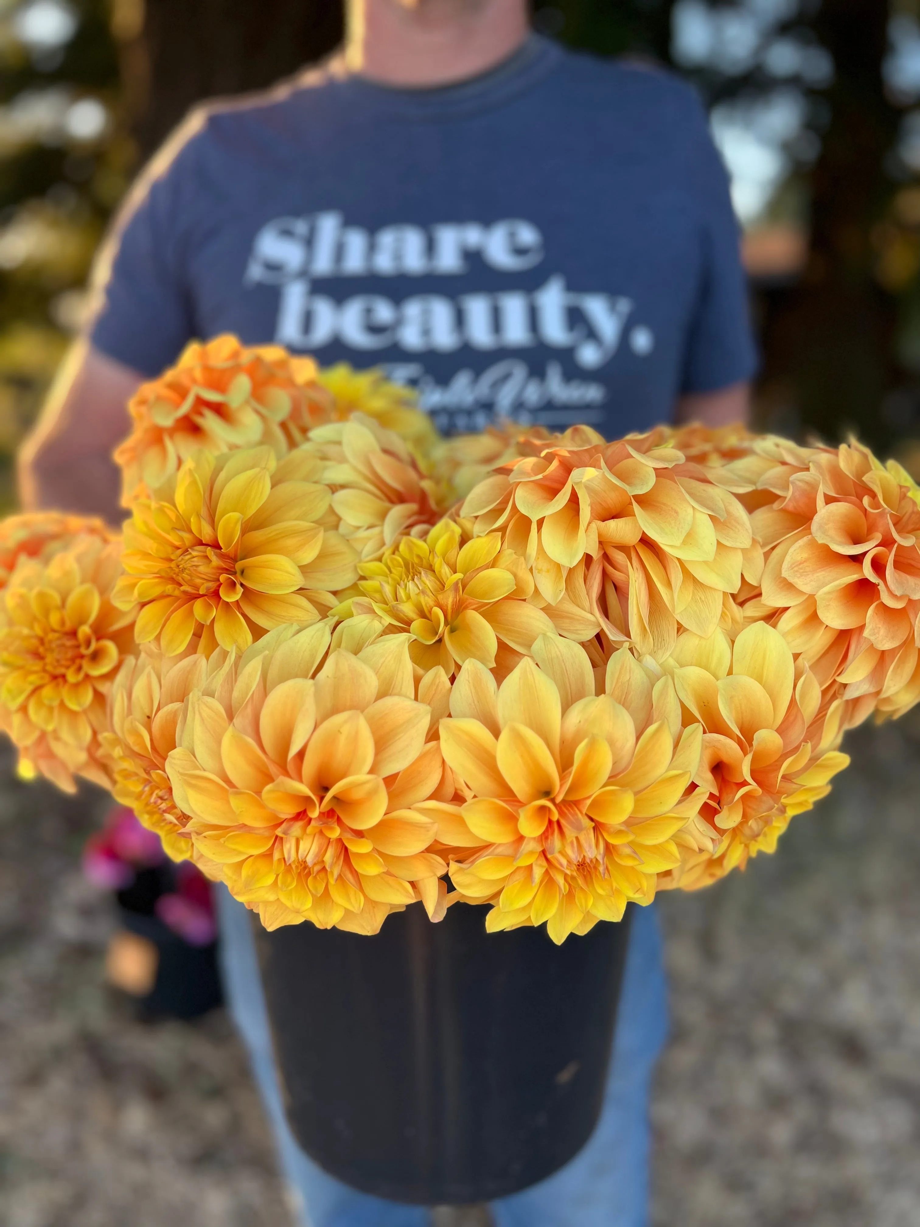Bloomquist Endure Dahlia Tuber