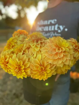 Bloomquist Endure Dahlia Tuber